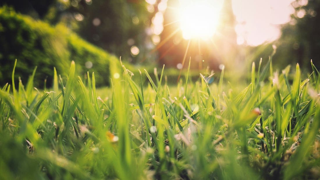 Closeup of green grass with the sun shining in the top right corner of the image.
