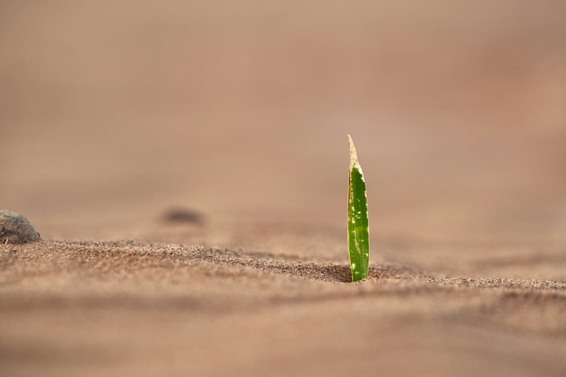 A close-up photograph of a single blade of green grass growing in sandy soil. The grass blade is thin and stands upright, with a slightly pointed tip. The sand is a light brown color and appears textured, with small grains visible. The background is blurred, creating a shallow depth of field and emphasizing the grass blade. The overall tone is minimalistic and serene.